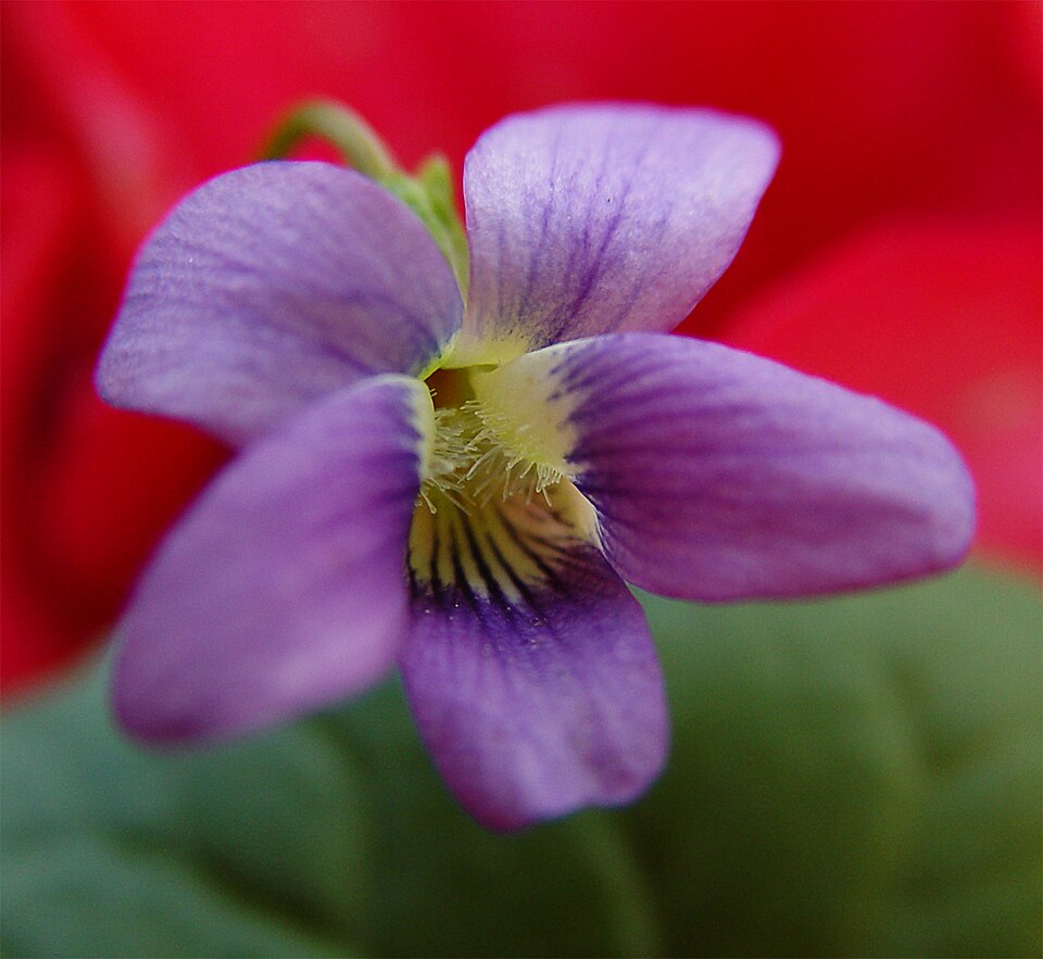 Viola adunca (Early Blue Violet) (alternate view 8)