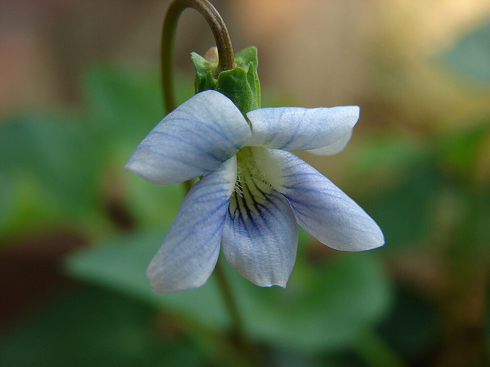 Viola adunca (Early Blue Violet) (alternate view 9)