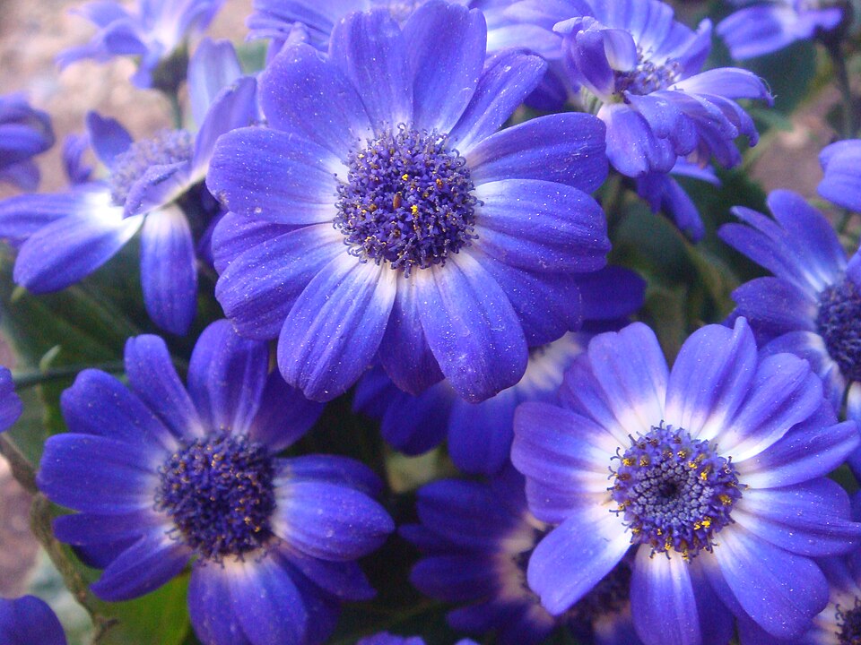 Pericallis × hybrida (Florist's cineraria) (alternate view 6)