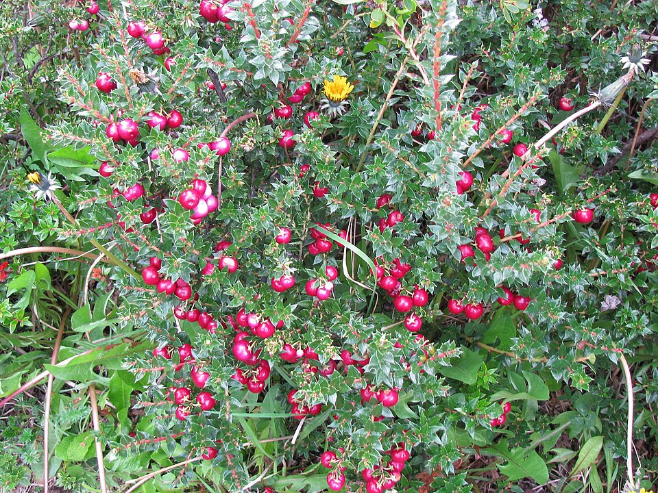 Gaultheria mucronata (Chilean pernettya) (alternate view 11)