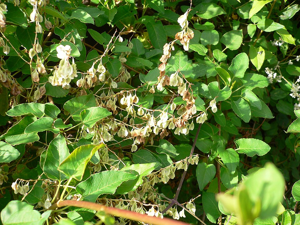 Fallopia baldschuanica (Bukhara Fleeceflower)