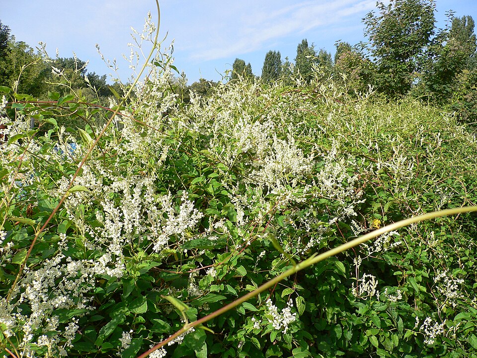 Fallopia baldschuanica (Bukhara Fleeceflower)