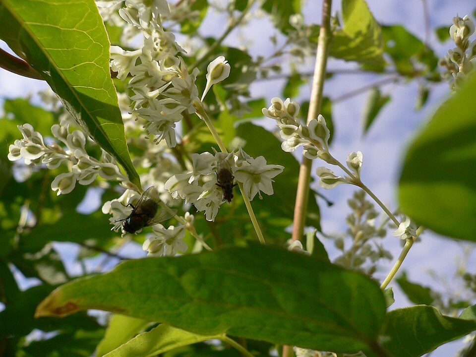 Fallopia baldschuanica (Bukhara Fleeceflower)