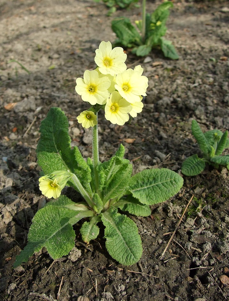Primula (polyanthus) (alternate view 6)