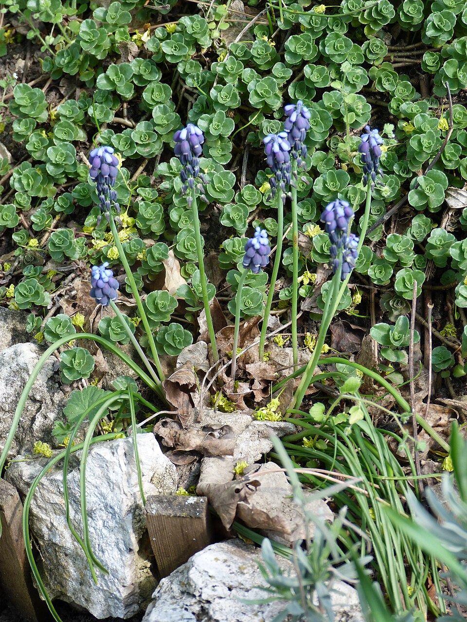 Muscari neglectum (Musk Hyacinth)