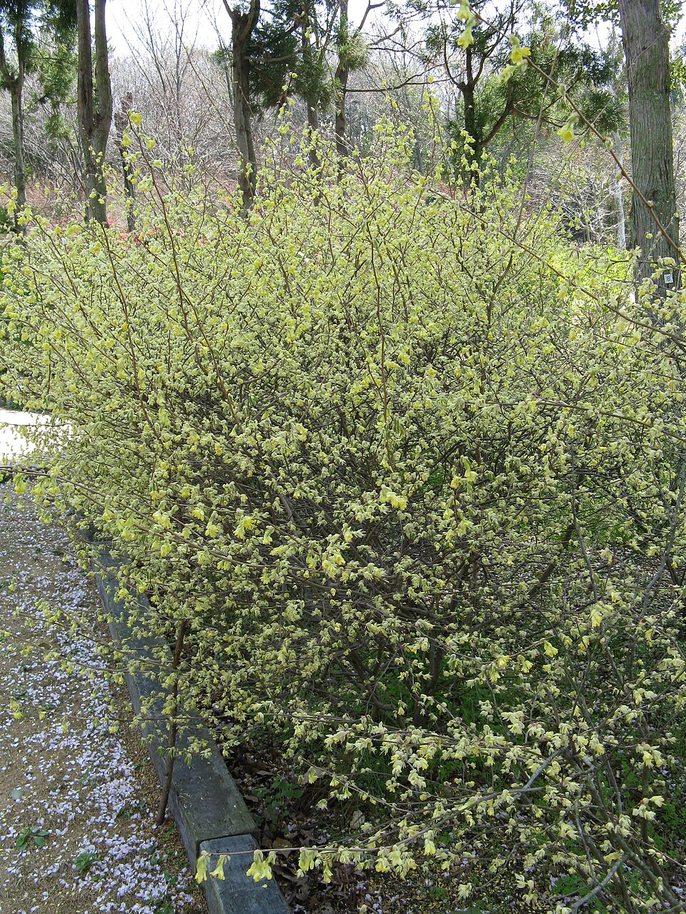 Corylopsis pauciflora (winter hazel, buttercup winter hazel) (alternate view 4)