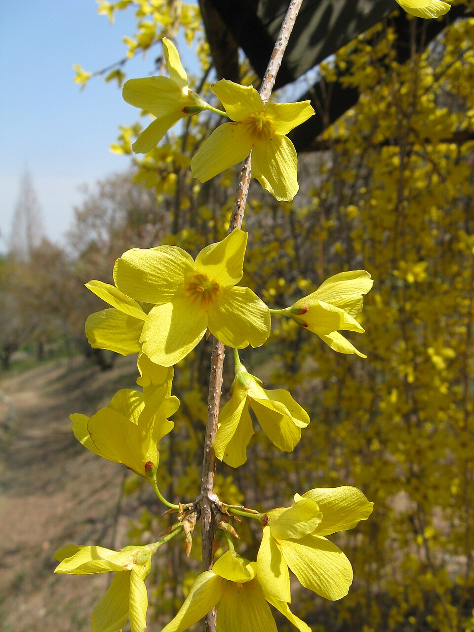 Forsythia suspensa (Golden-bell) (alternate view 8)