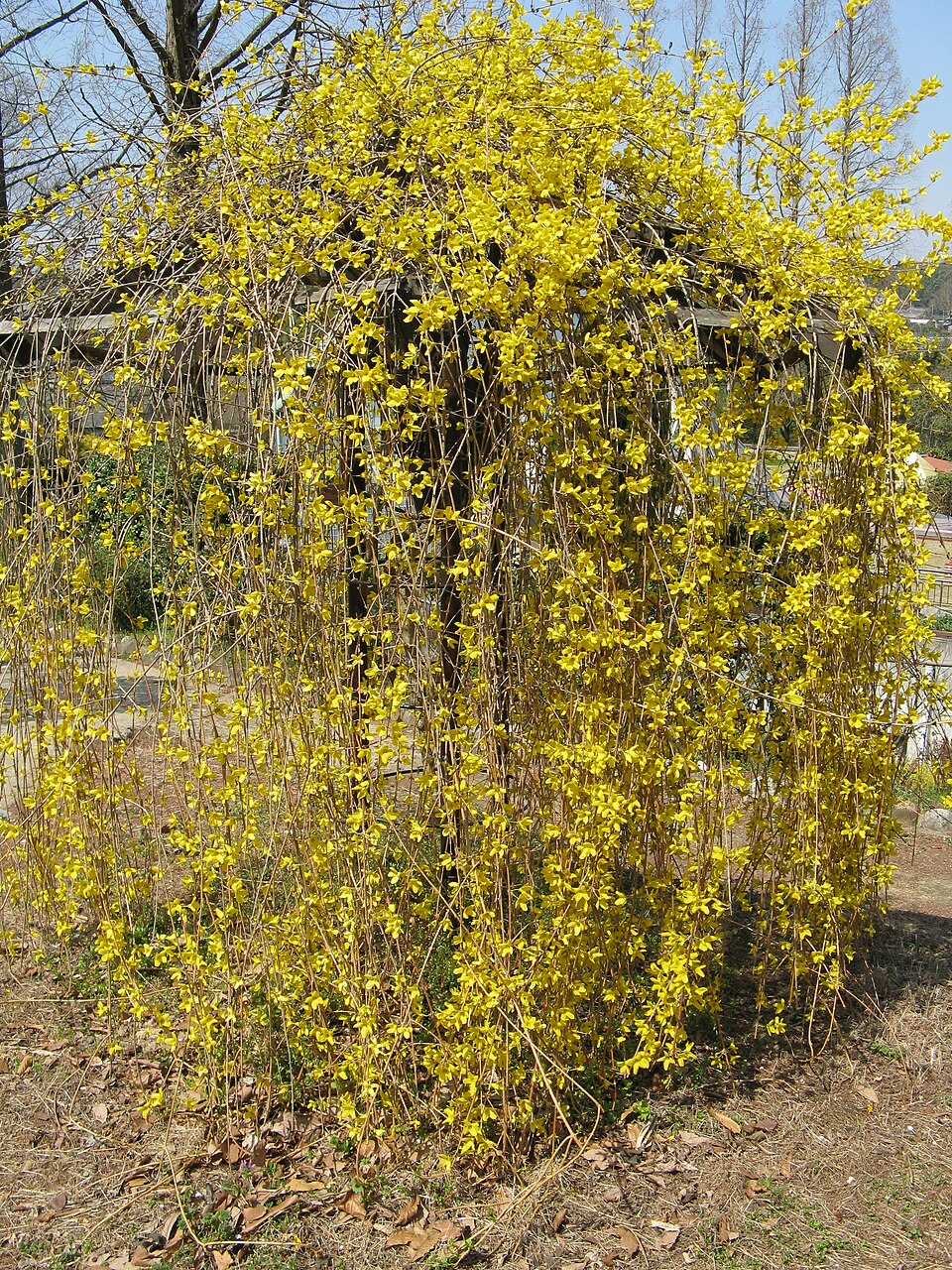 Forsythia suspensa (Golden-bell) (alternate view 9)