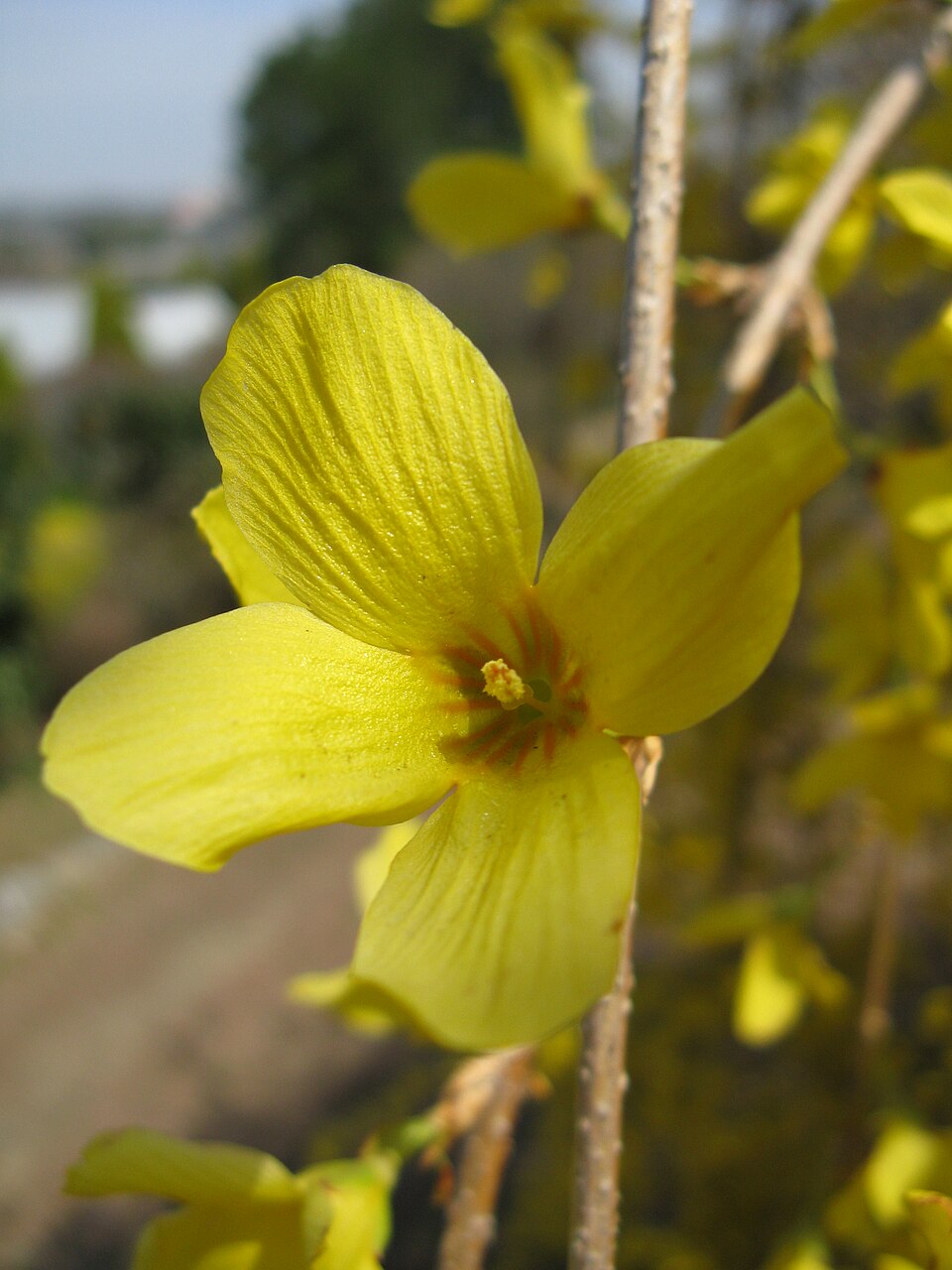 Forsythia suspensa (Golden-bell) (alternate view 10)