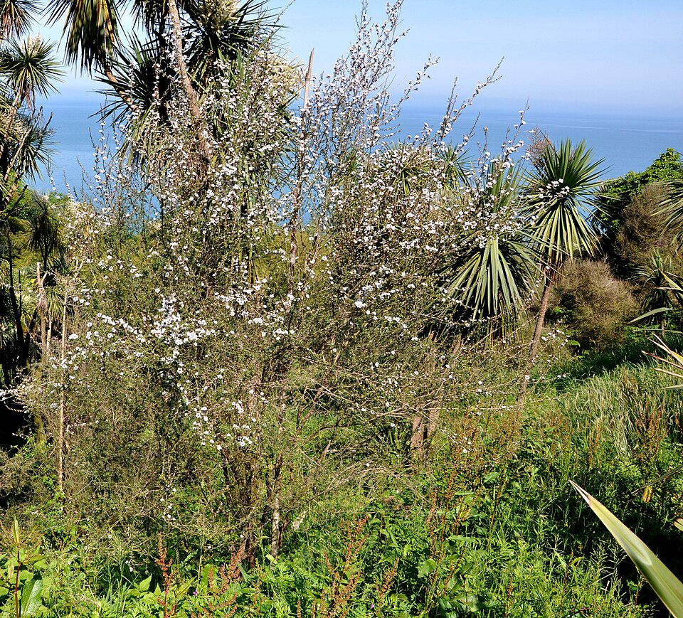 Leptospermum scoparium (Mānuka) (alternate view 10)
