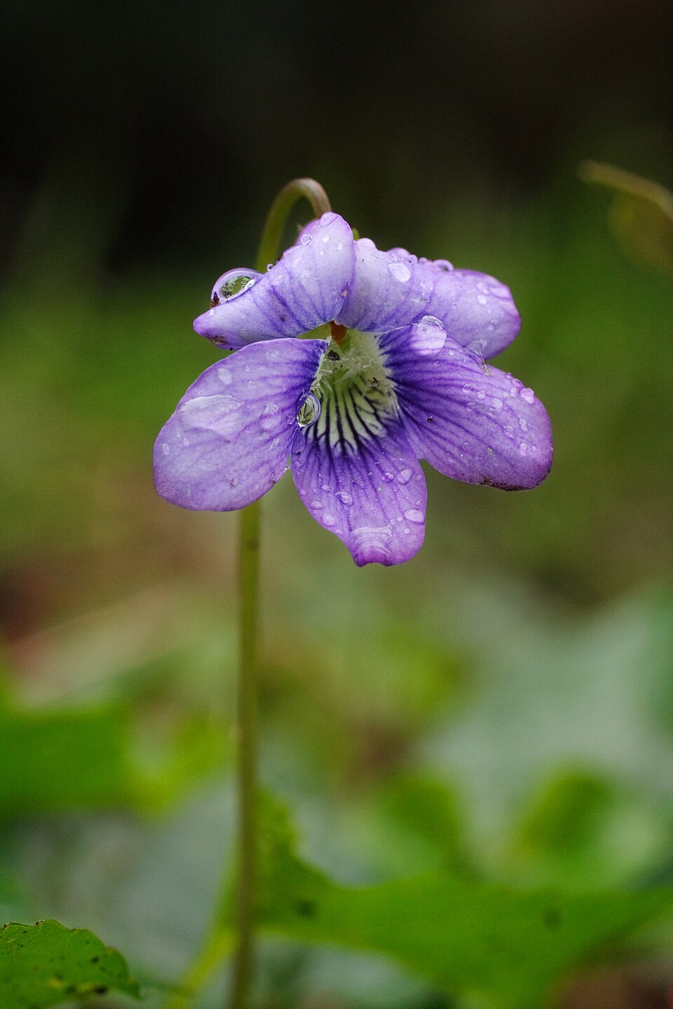 Viola adunca (Early Blue Violet) (alternate view 10)