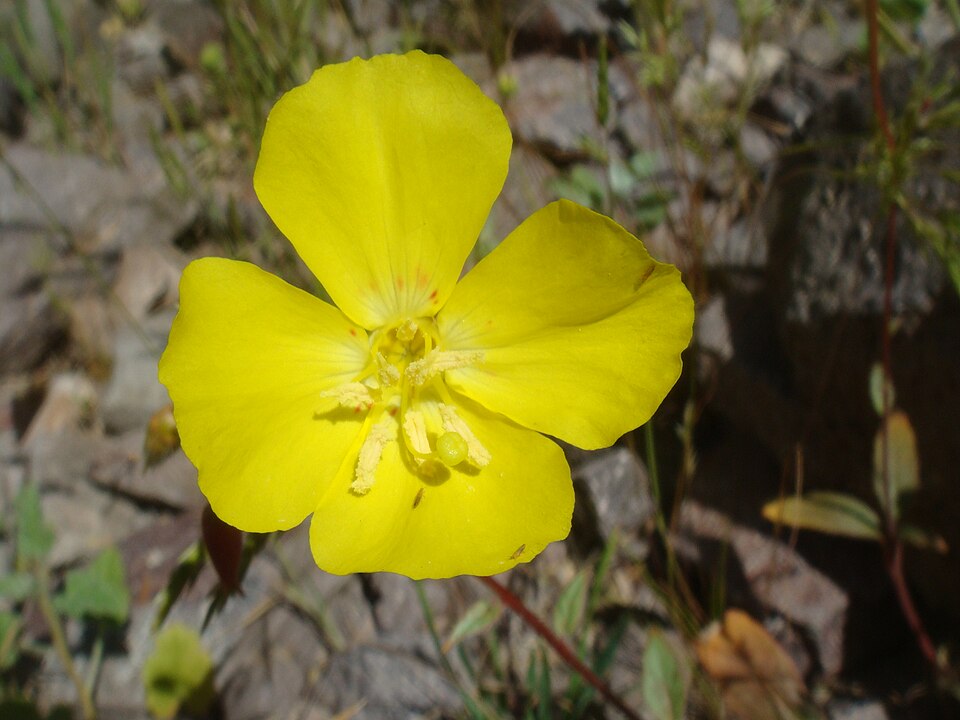 Eulobus californicus (California primrose) (alternate view 7)