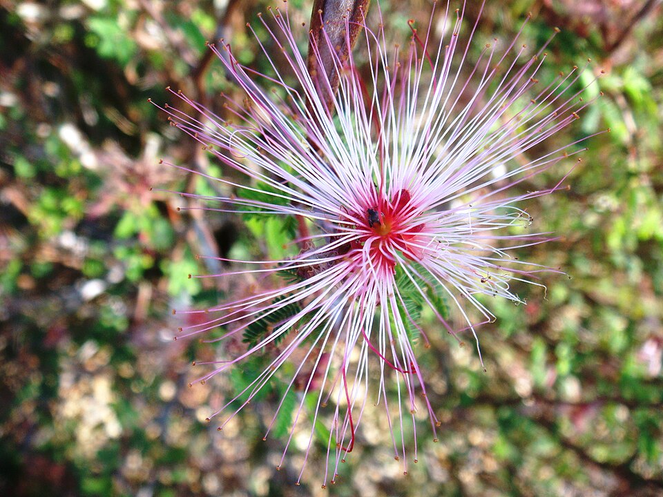 Calliandra eriophylla (pink fairy-duster) (alternate view 3)