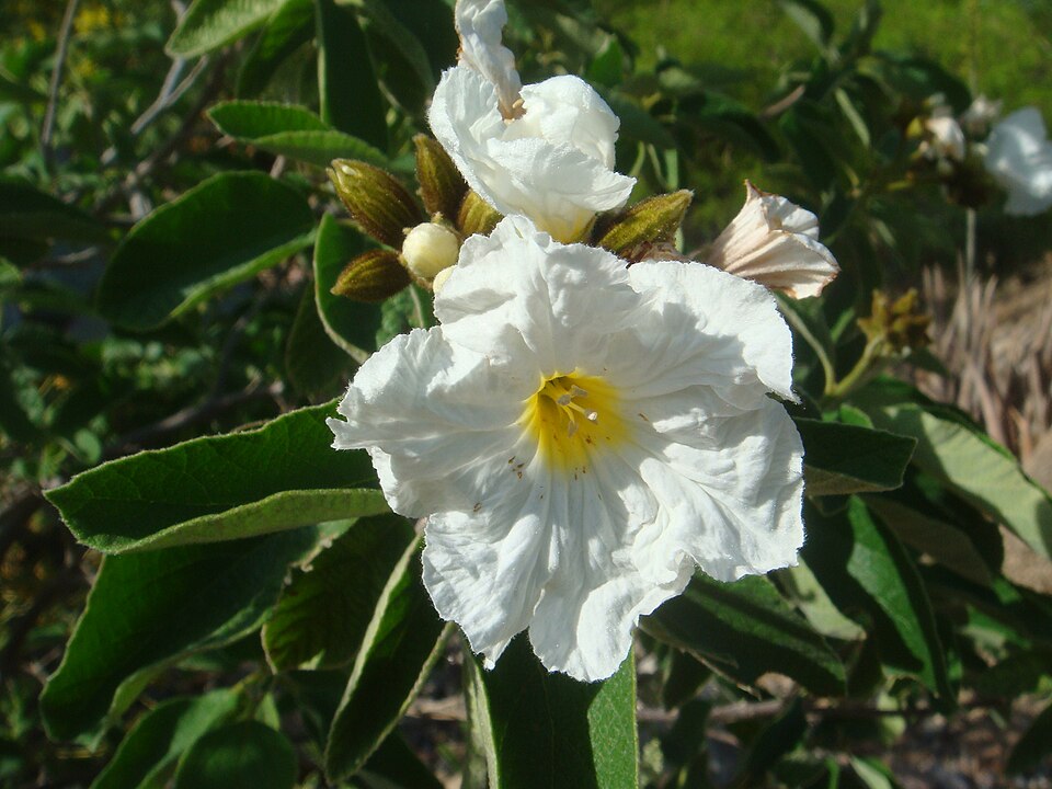 Cordia boissieri (Anacahuita) (alternate view 8)
