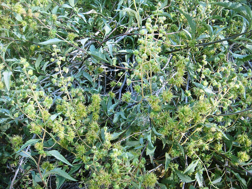 Ambrosia deltoidea (triangle-leaf bursage) (alternate view 6)