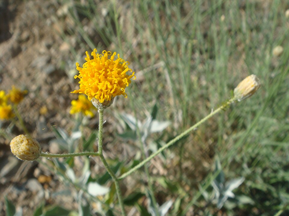 Bebbia juncea (Sweetbush) (alternate view 6)