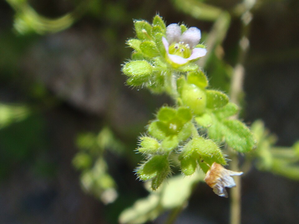 Bowlesia incana (hoary bowlesia) (alternate view 6)