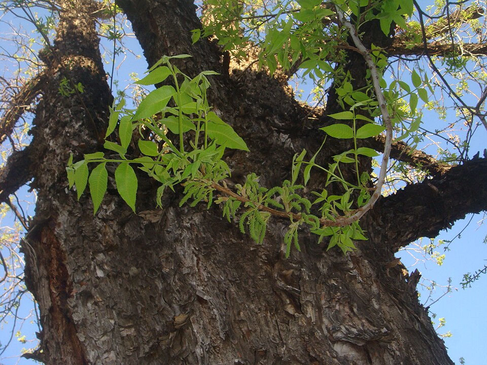 Carya illinoinensis (pecan)