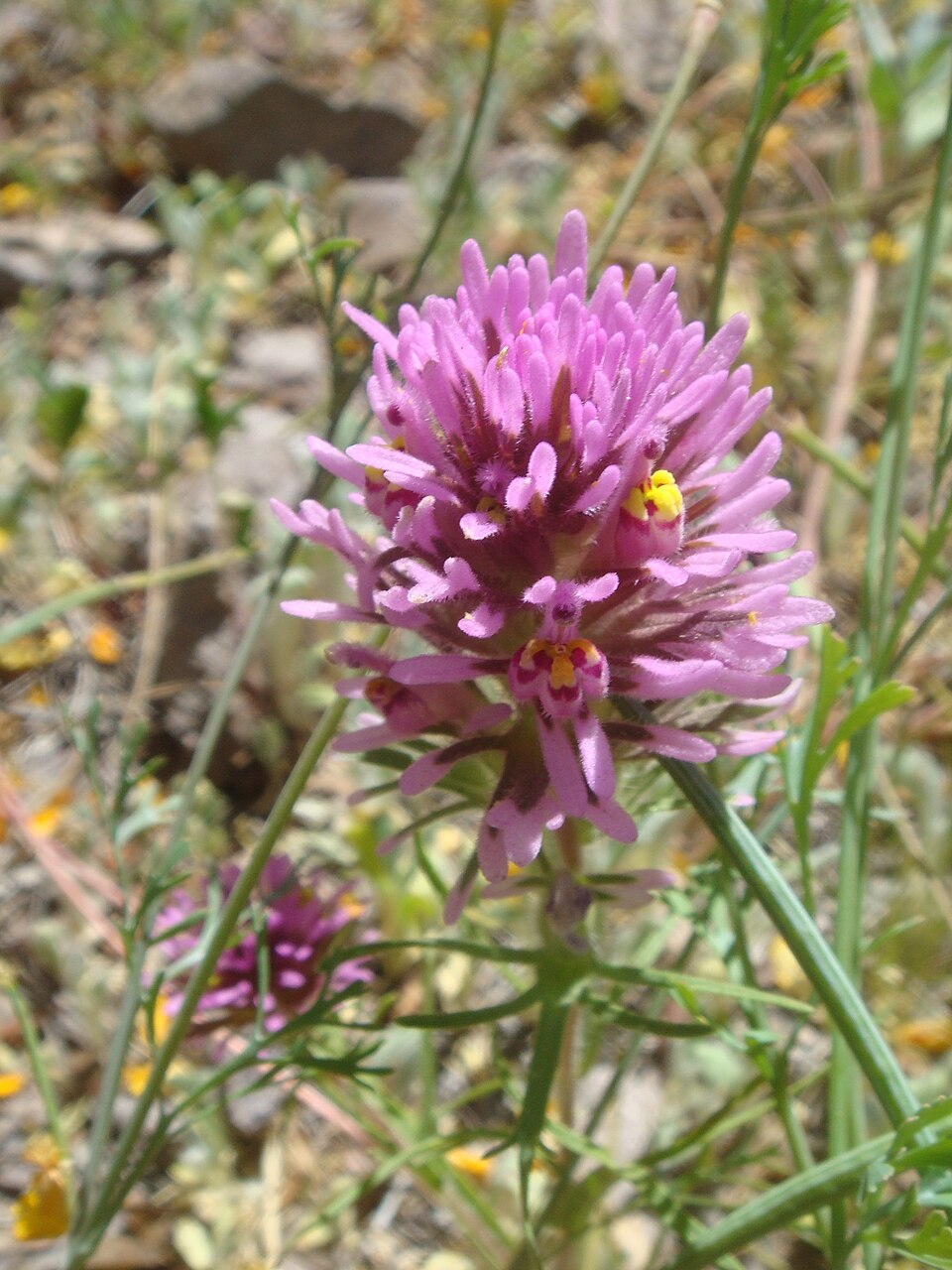 Castilleja exserta (purple owl's-clover) (alternate view 9)