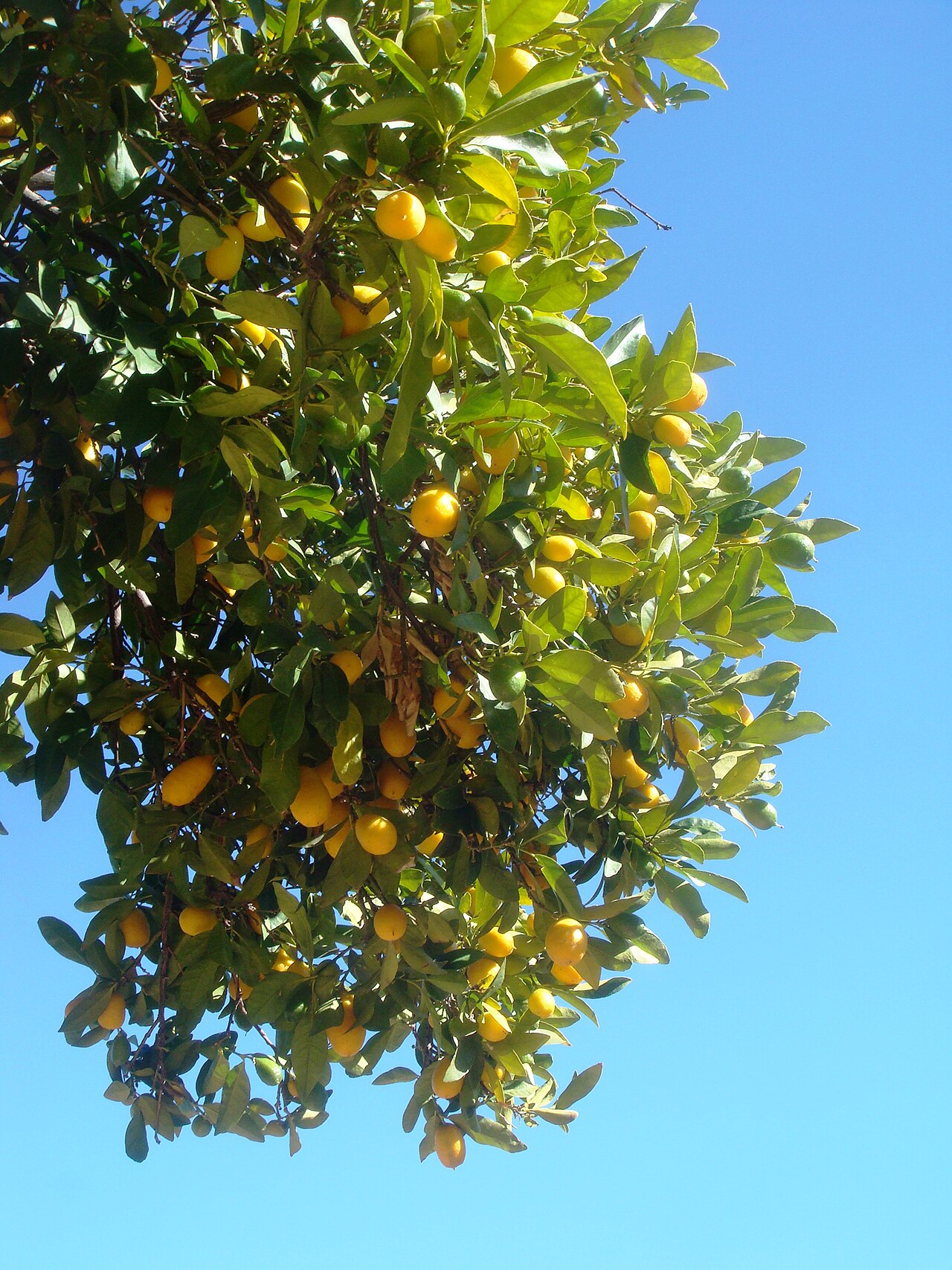 Citrus japonica, Kumquat — upright evergreen (Rutaceae) (image 4 of 7)