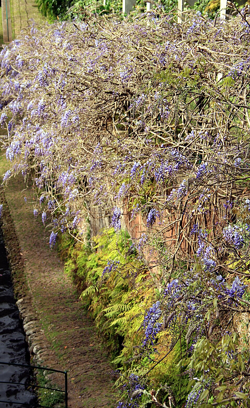 Wisteria sinensis (Chinese wisteria) (alternate view 7)