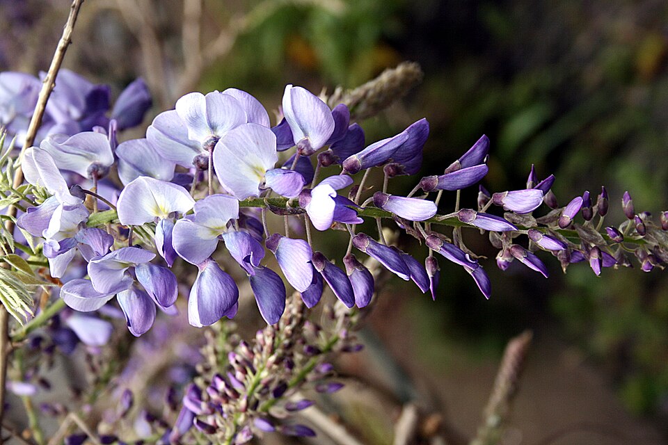 Wisteria sinensis (Chinese wisteria) (alternate view 8)