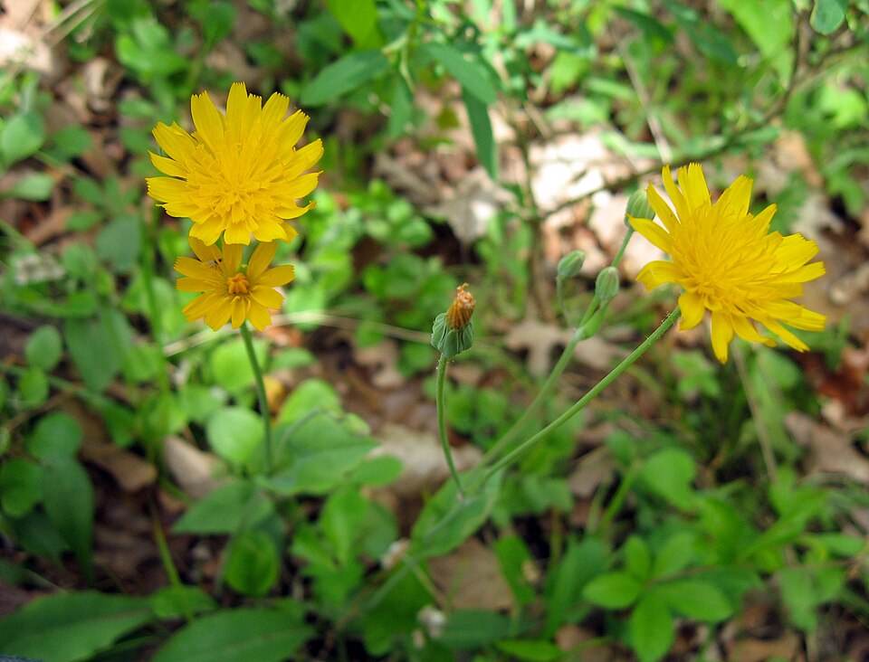 Krigia biflora (Two-flower Dwarf-dandelion) (alternate view 10)