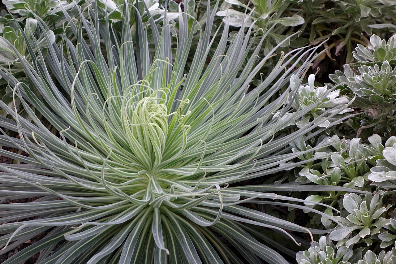 Argyroxiphium sandwicense, Silversword — mounding evergreen (Asteraceae) (image 6 of 9)