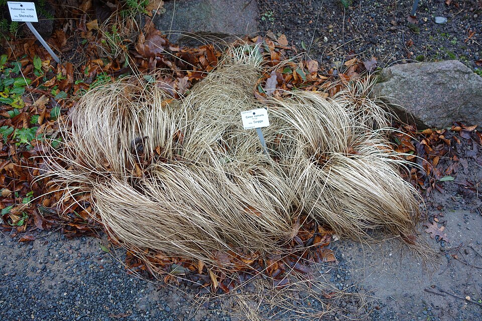 Carex comans (Hair Sedge) (alternate view 6)
