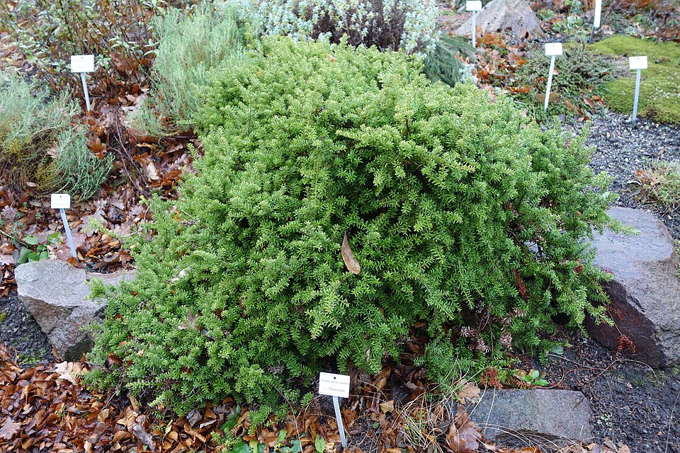 Podocarpus nivalis (Snow Totara) (alternate view 9)