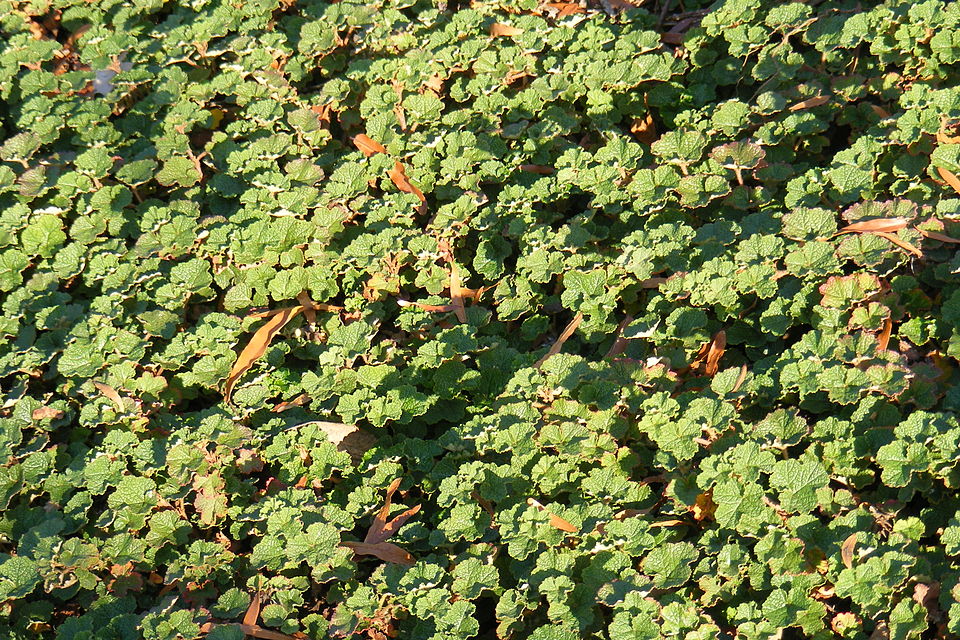 Rubus hayata-koidzumii (creeping raspberry)