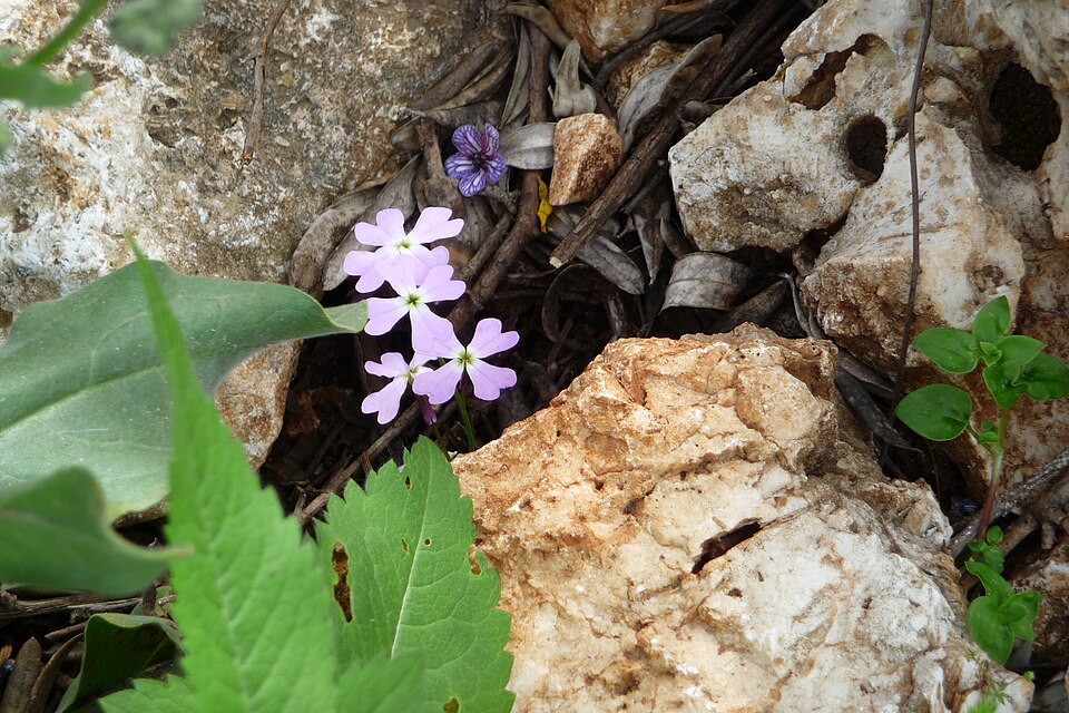 Matthiola (Stock) (alternate view 2)