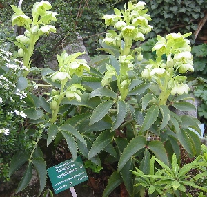 Helleborus argutifolius (Corsican hellebore) (alternate view 12)