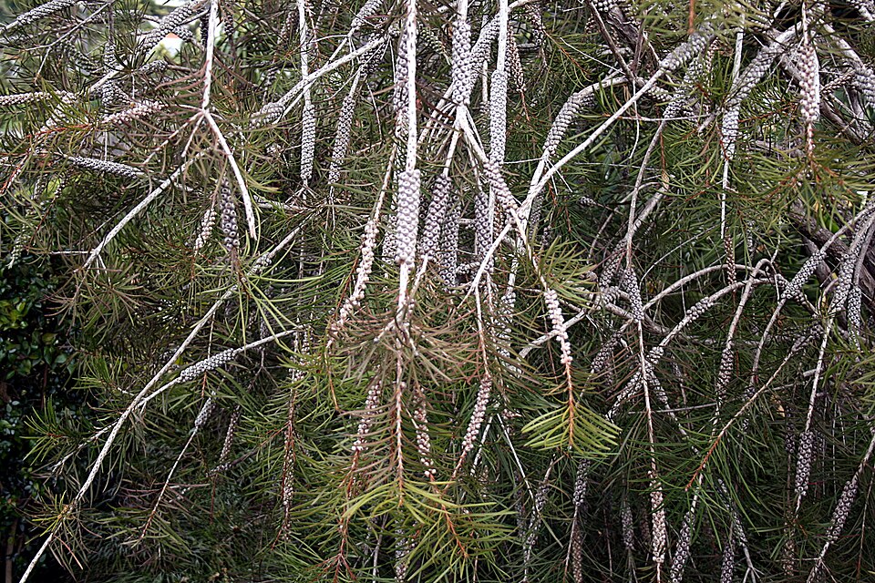Melaleuca linearis (Narrow-leaved Bottlebrush) (alternate view 10)