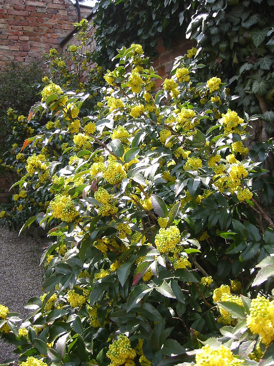 Berberis nervosa (Oregon-grape) (alternate view 7)