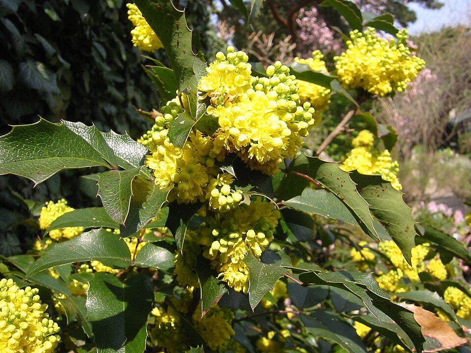Berberis nervosa (Oregon-grape) (alternate view 8)