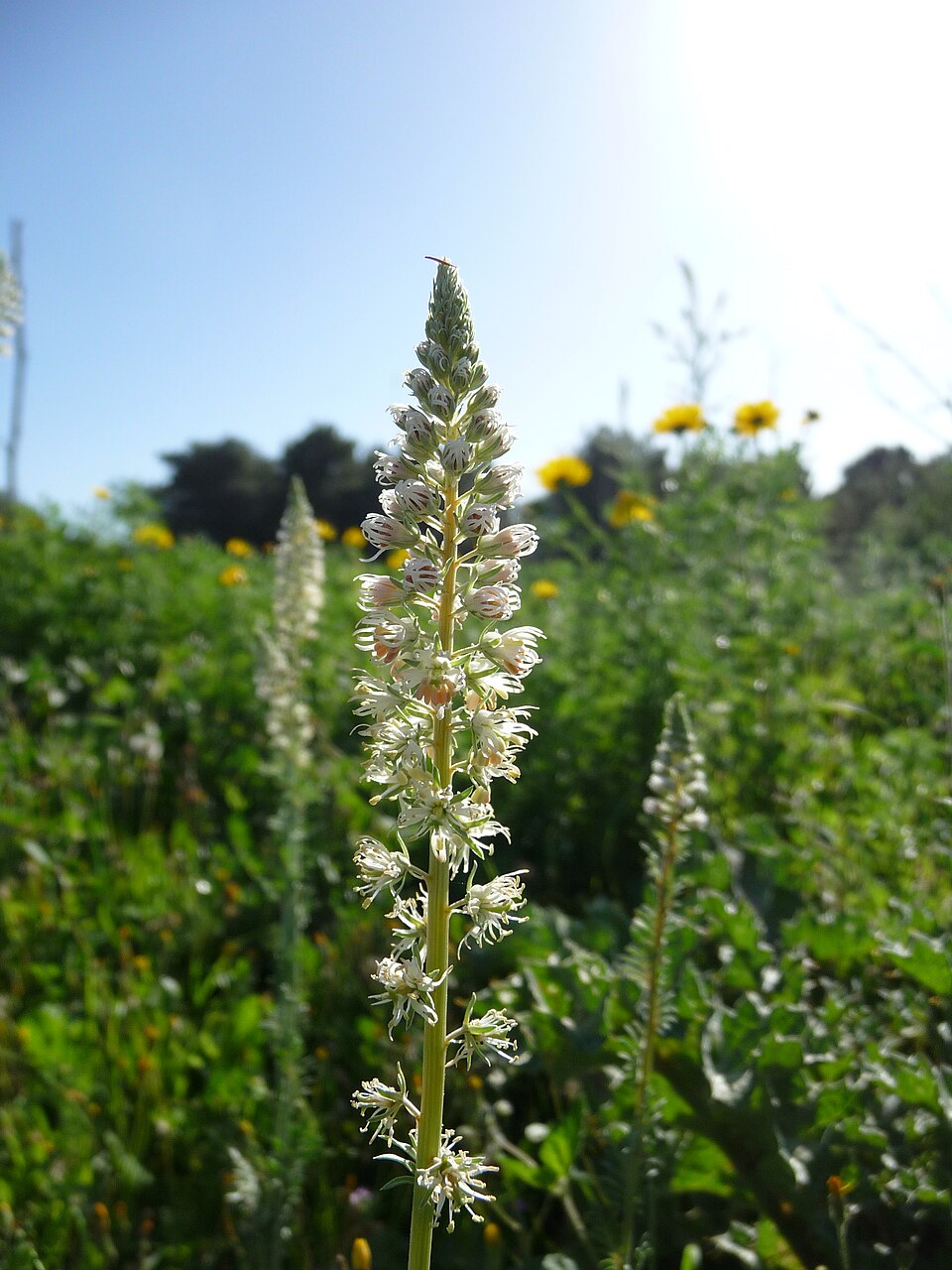 Reseda (mignonettes)