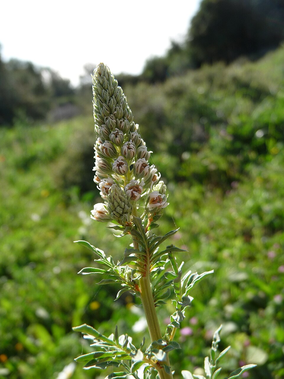 Reseda (mignonettes) (alternate view 2)