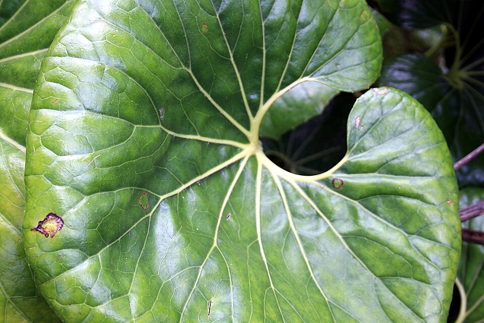Farfugium japonicum var. giganteum (alternate view 6)