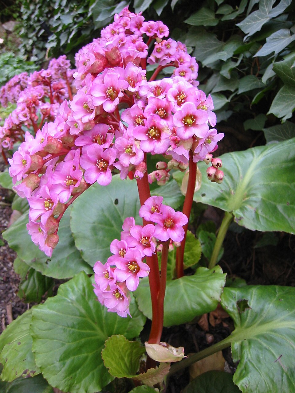 Bergenia purpurascens (alternate view 11)
