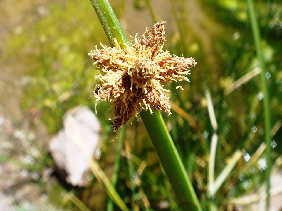 Cyperus odoratus (Fragrant flatsedge) (alternate view 6)