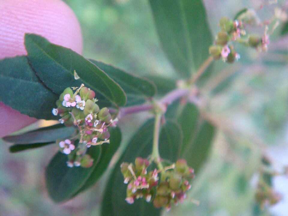 Euphorbia nutans (nodding spurge) (alternate view 6)