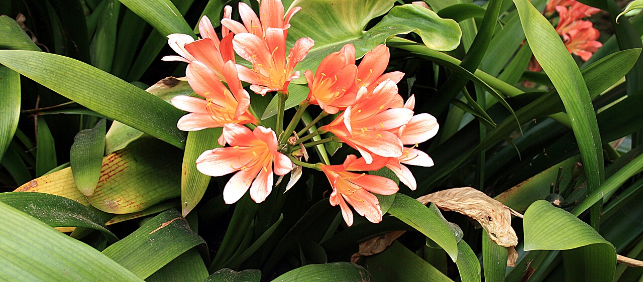 Clivia miniata, Clivia — clumping evergreen (Amaryllidaceae) (image 1 of 10)