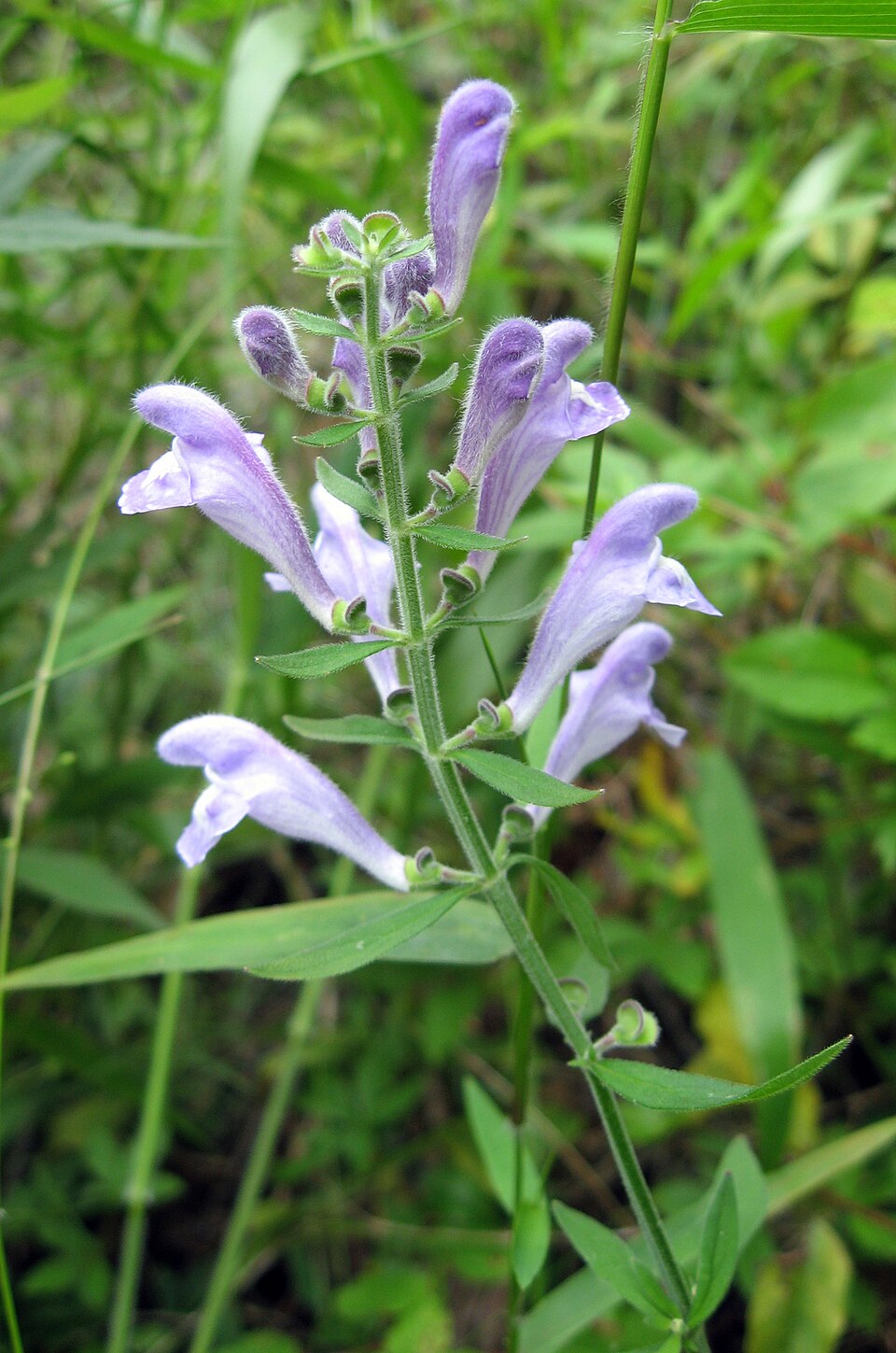 Scutellaria integrifolia (Helmet skullcap) (alternate view 5)