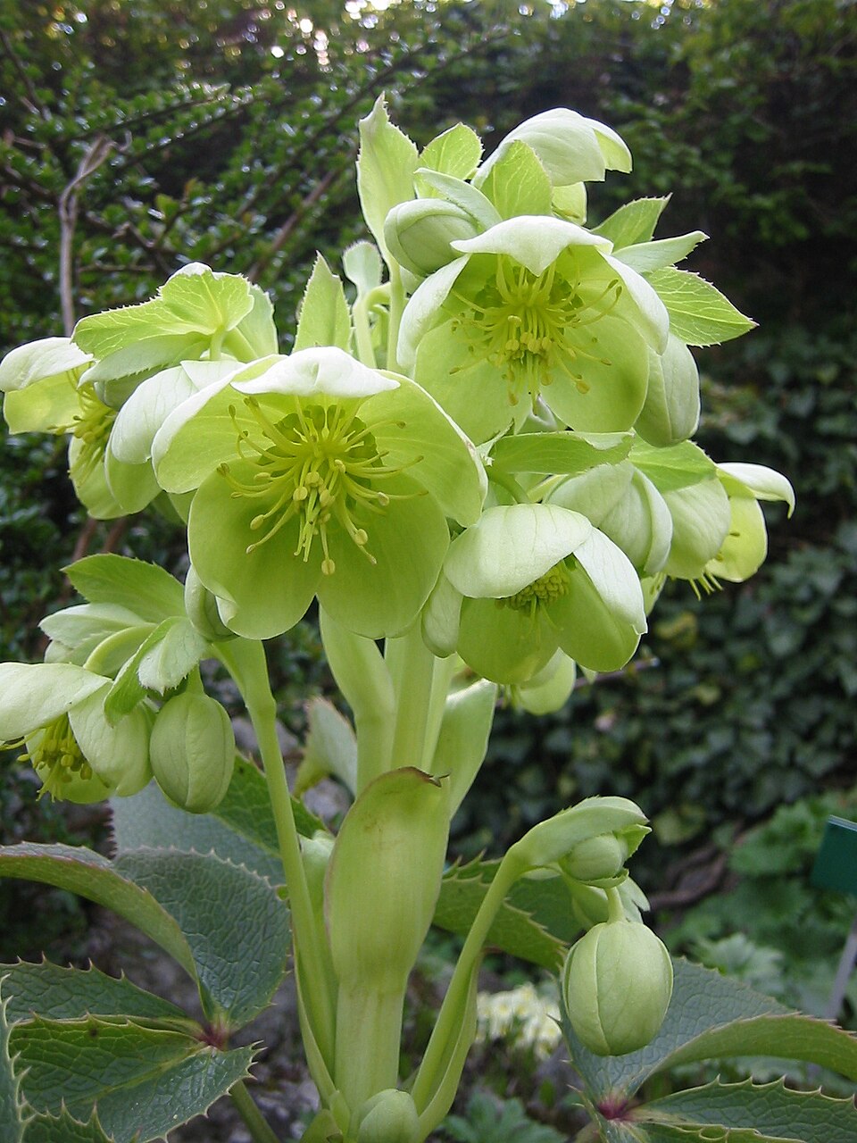 Helleborus argutifolius (Corsican hellebore) (alternate view 13)