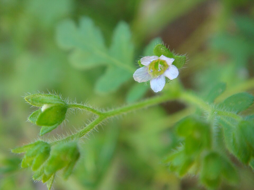 Eucrypta chrysanthemifolia (common eucrypta) (alternate view 7)