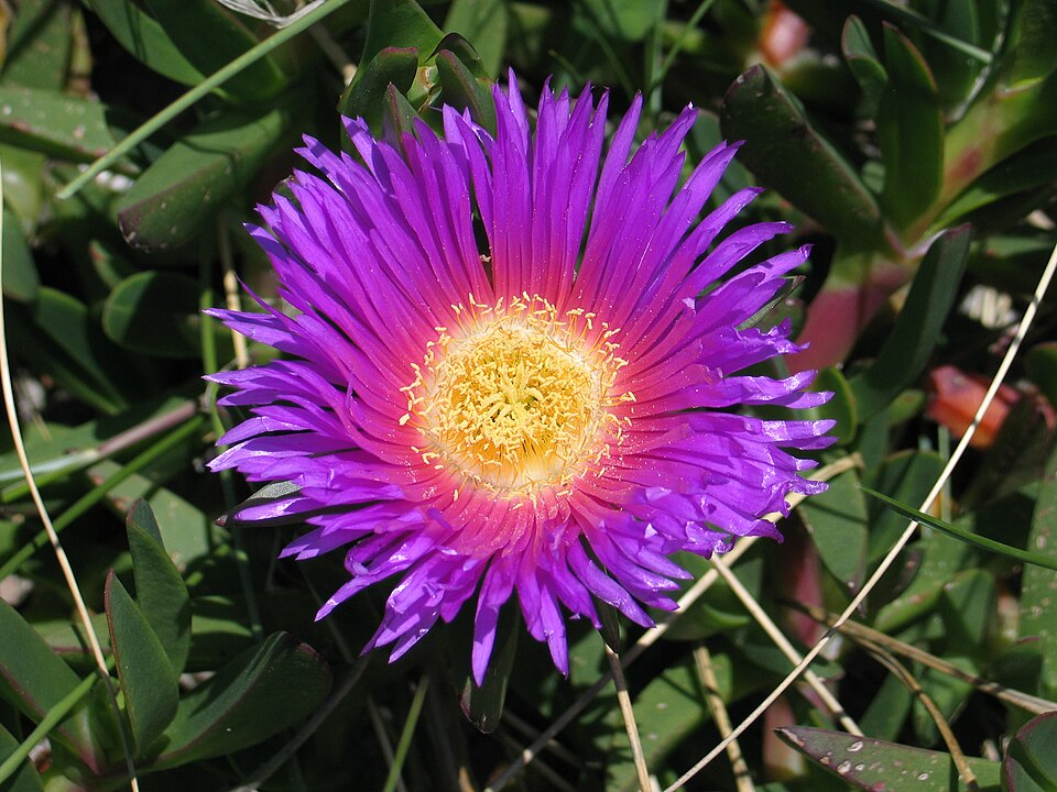 Carpobrotus (sea figs) (alternate view 8)