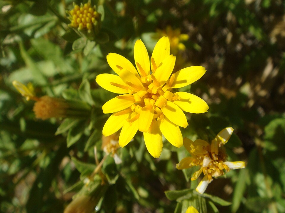 Trixis californica (American threefold) (alternate view 9)