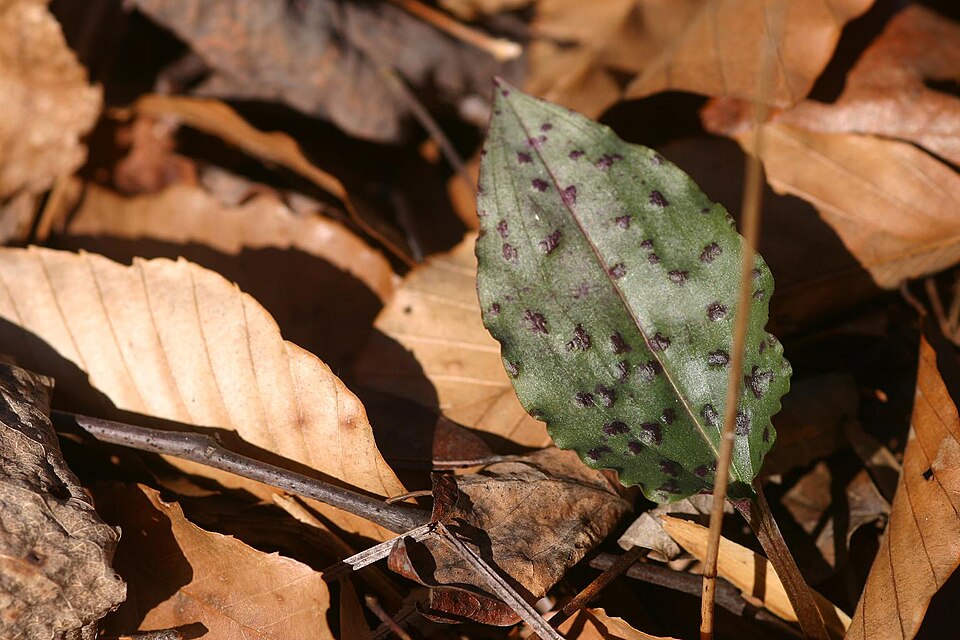 Tipularia discolor (crane-fly orchid)