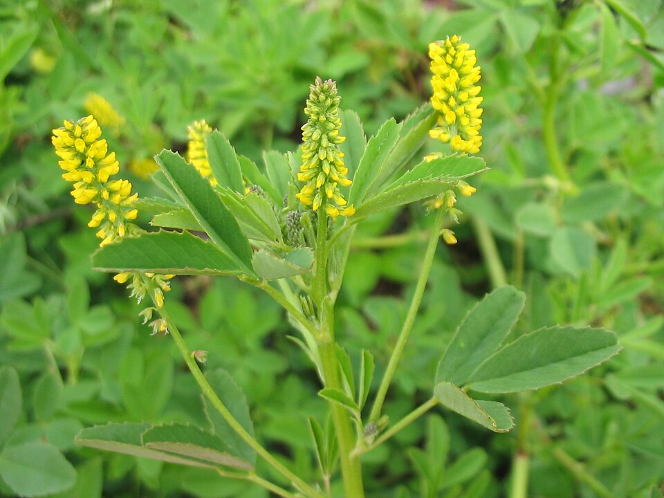 Melilotus indicus (small melilot)